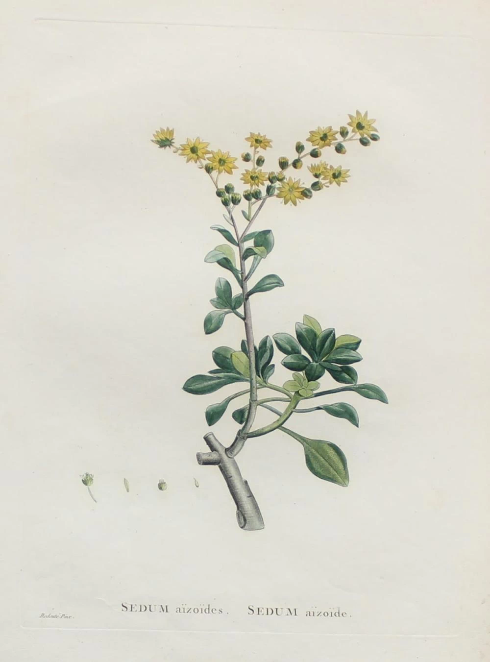 Sedum aizoides
